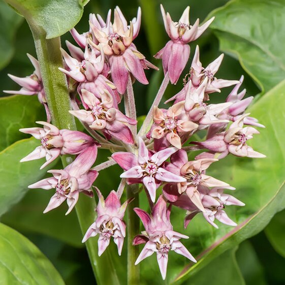 milkweed