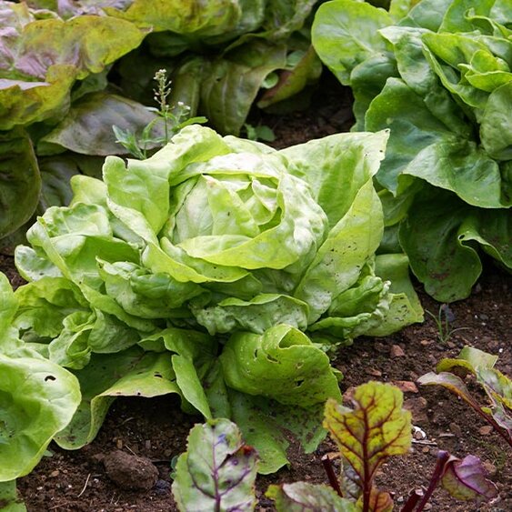 cool veggies