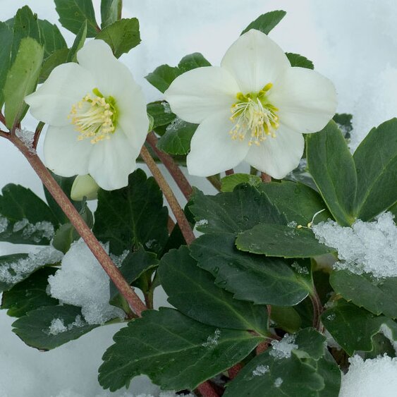 winter interest
