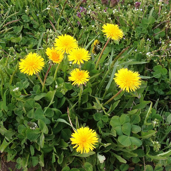 dandelion