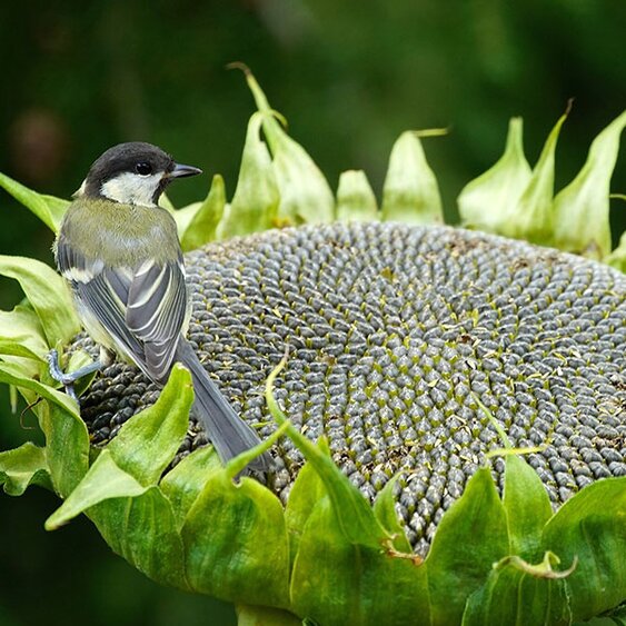 bird food