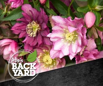 Hellebore
