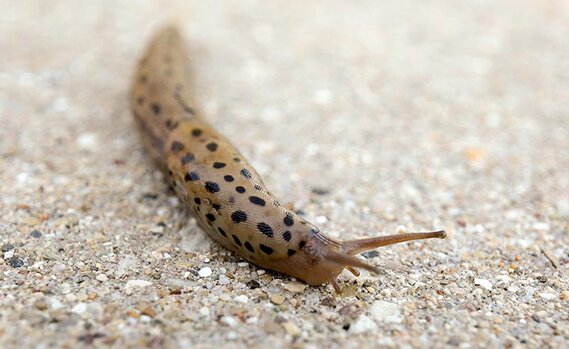 leopard slug