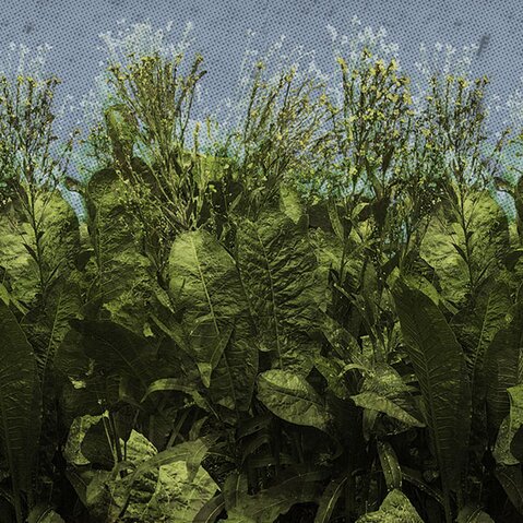 Bolted lettuce