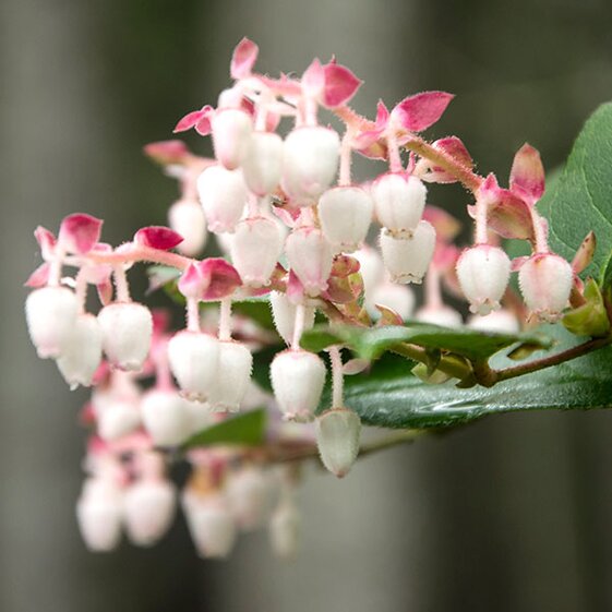 salal