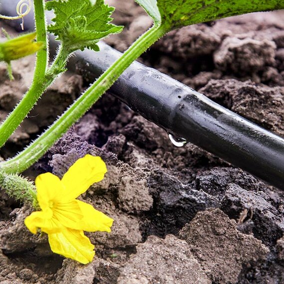 6 Plants That Work