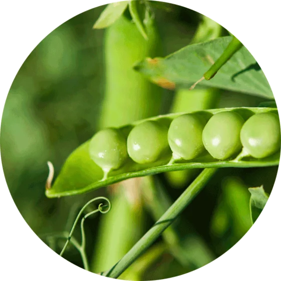peas