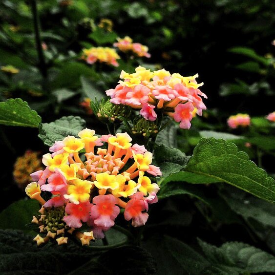 drought tolerant