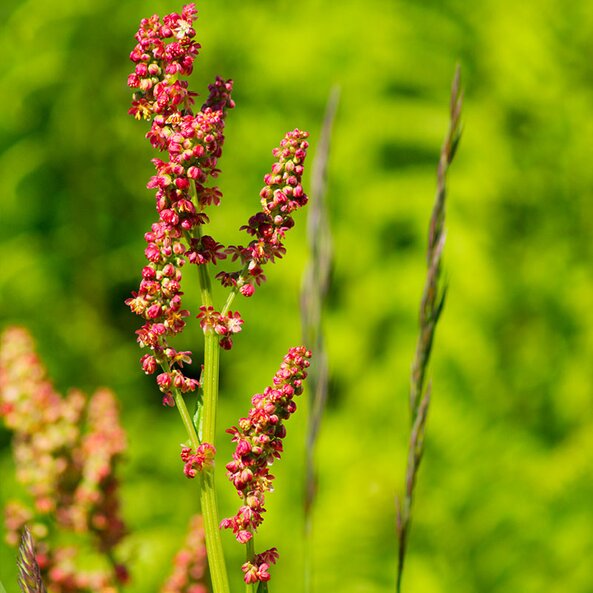 sheep sorrel