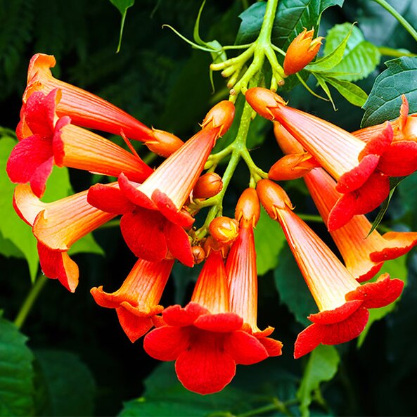 trumpet vine