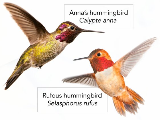 hummingbirds