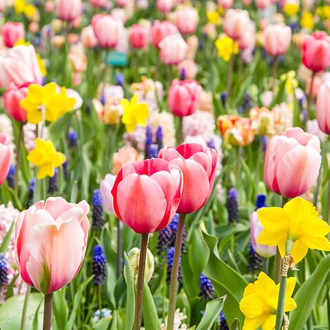 Tulips