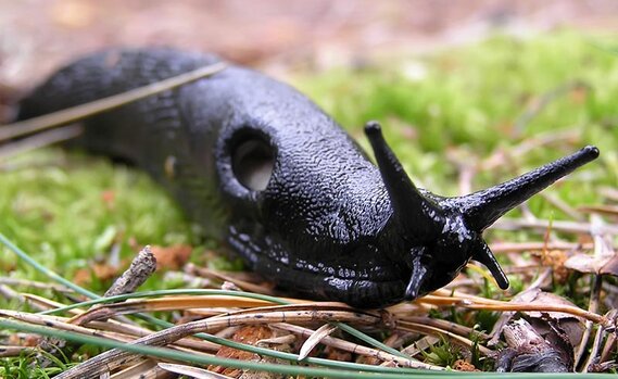 black slug