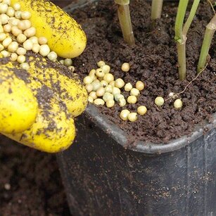 fertilizers