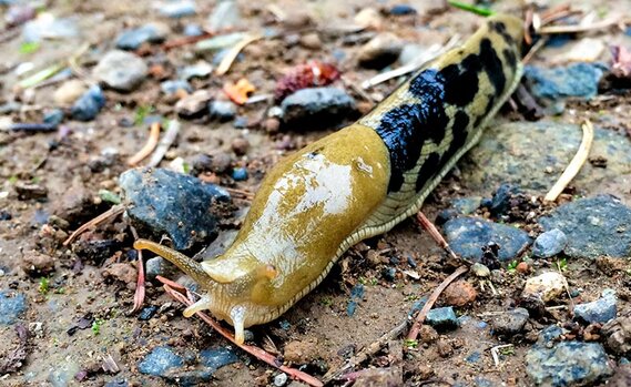 banana slug