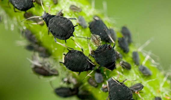 aphidoidea