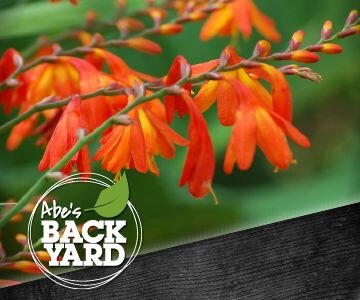 Crocosmia