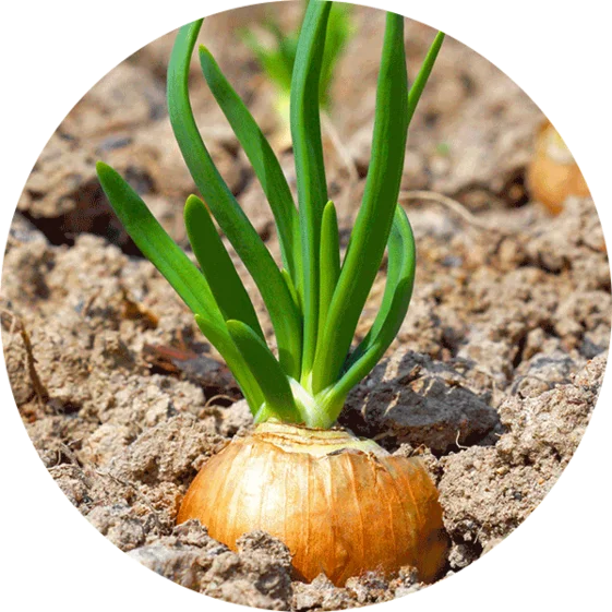 onions