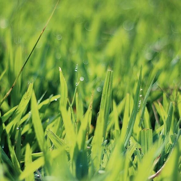 overseed