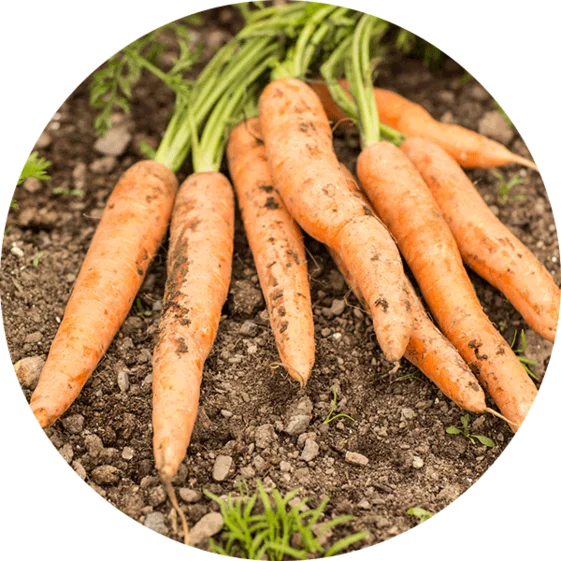 carrots