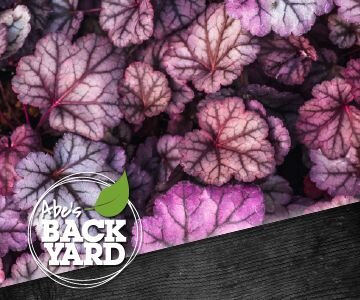 Heuchera