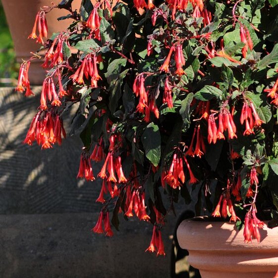 fuchsia
