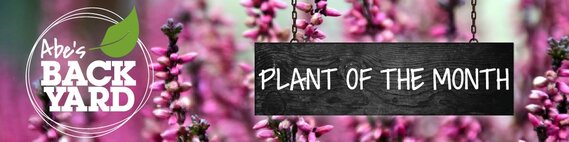 Plant of the Month
