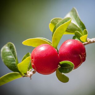 fruit trees
