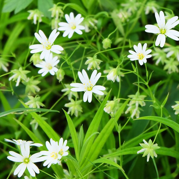 chickweed