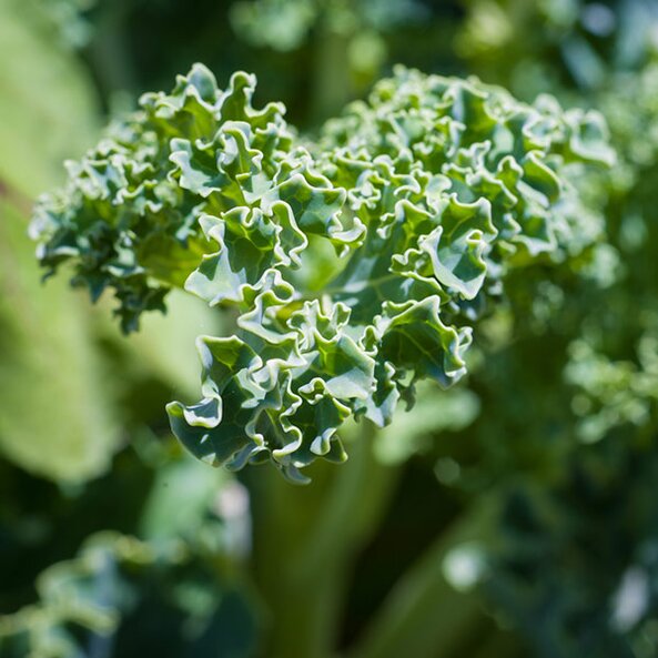 kale