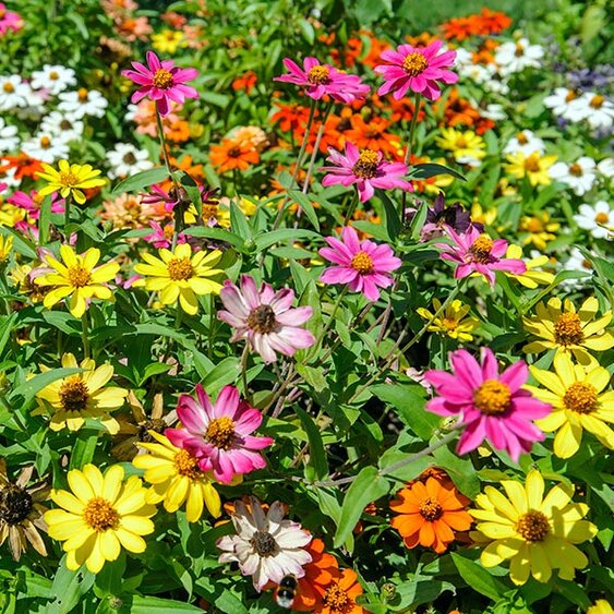 flowers from seed