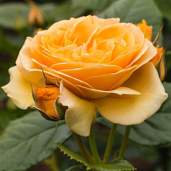 prune roses