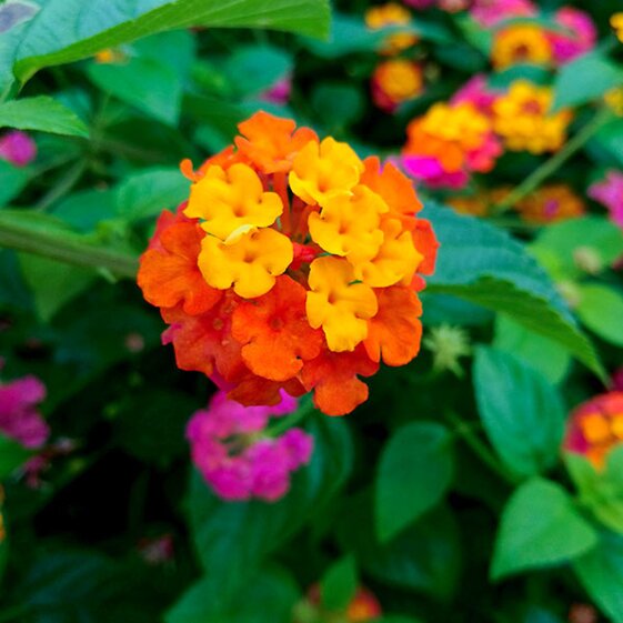 lantana
