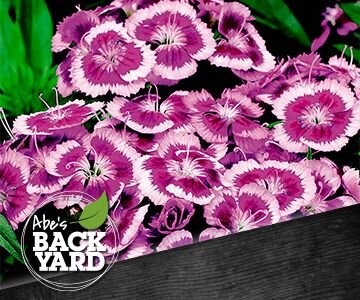 Dianthus