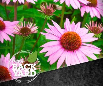 Echinacea