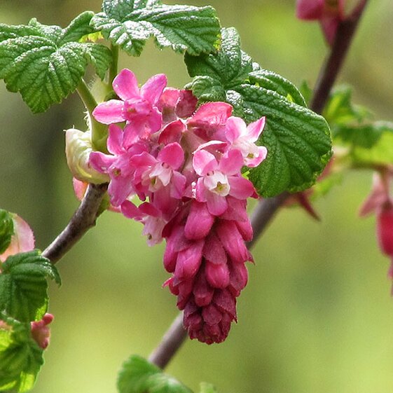 currant