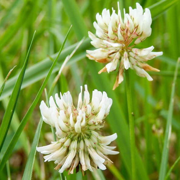 clover