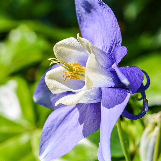 columbine