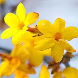 March garden