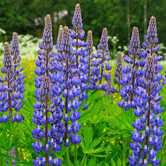 lupine