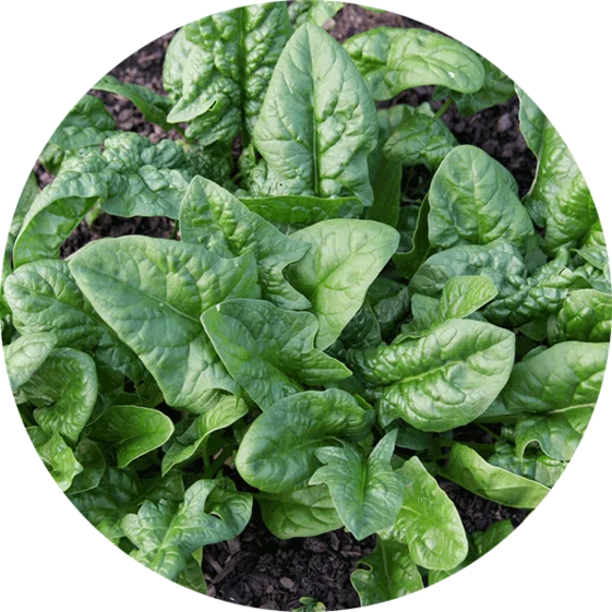 spinach