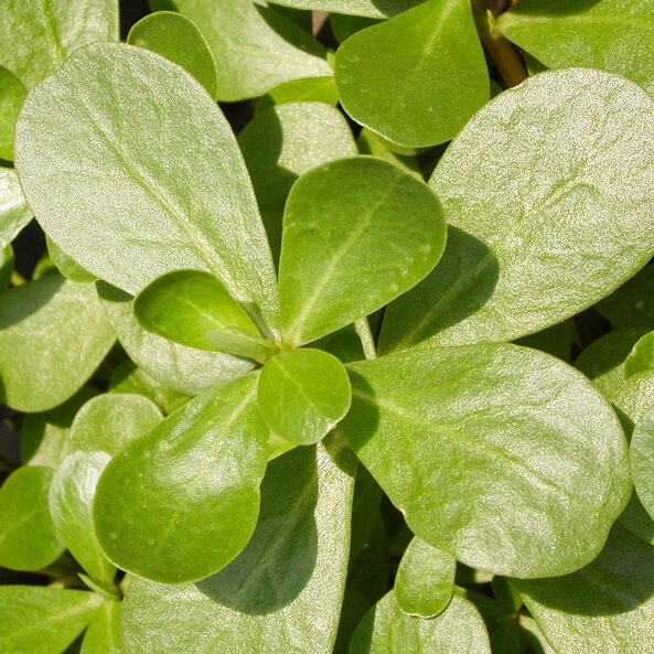 purslane