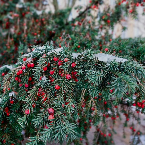 evergreens