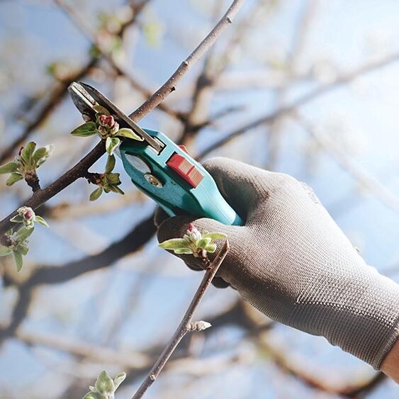 6 plants to prune in winter