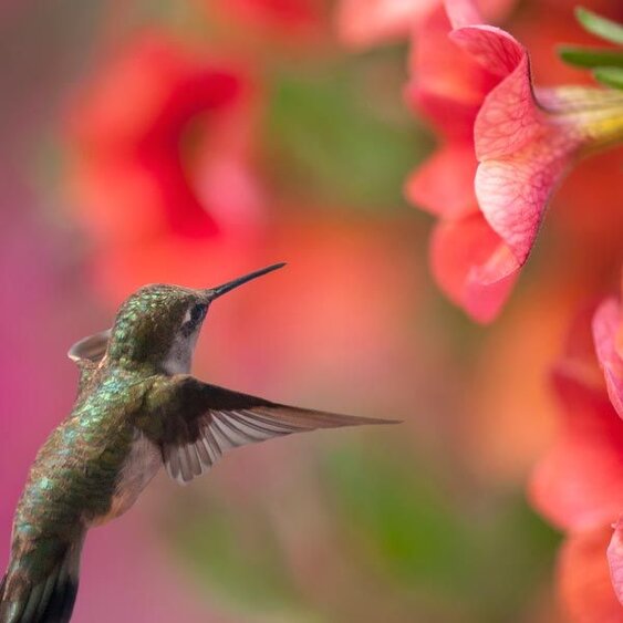 hummingbirds