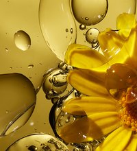 Fermented Arnica Oil