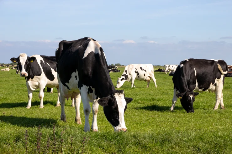 A photo of black and white cows grazing in an open pasture