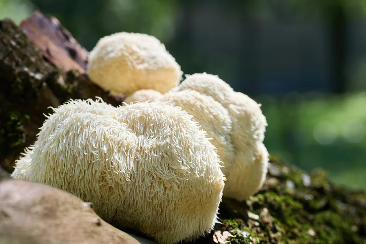 Lion's mane mushroom on a log