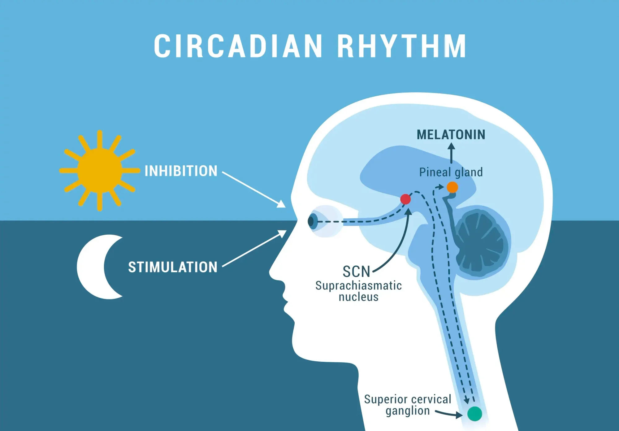 Animated graphic explaining the Circadian Rhythm. Inhibition of melatonin in the daytime. Stimulation of melatonin in the nighttime.