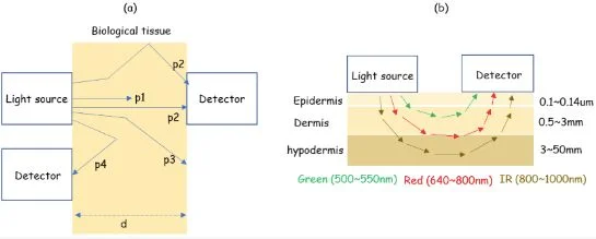 A digital rendering of how photoplethysmography works in the skin